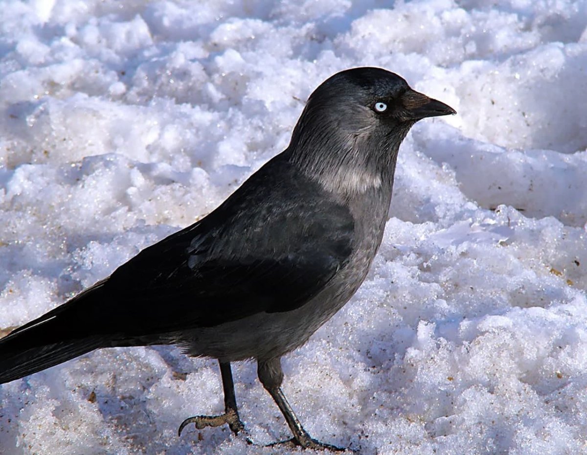 Галка оседлая птица