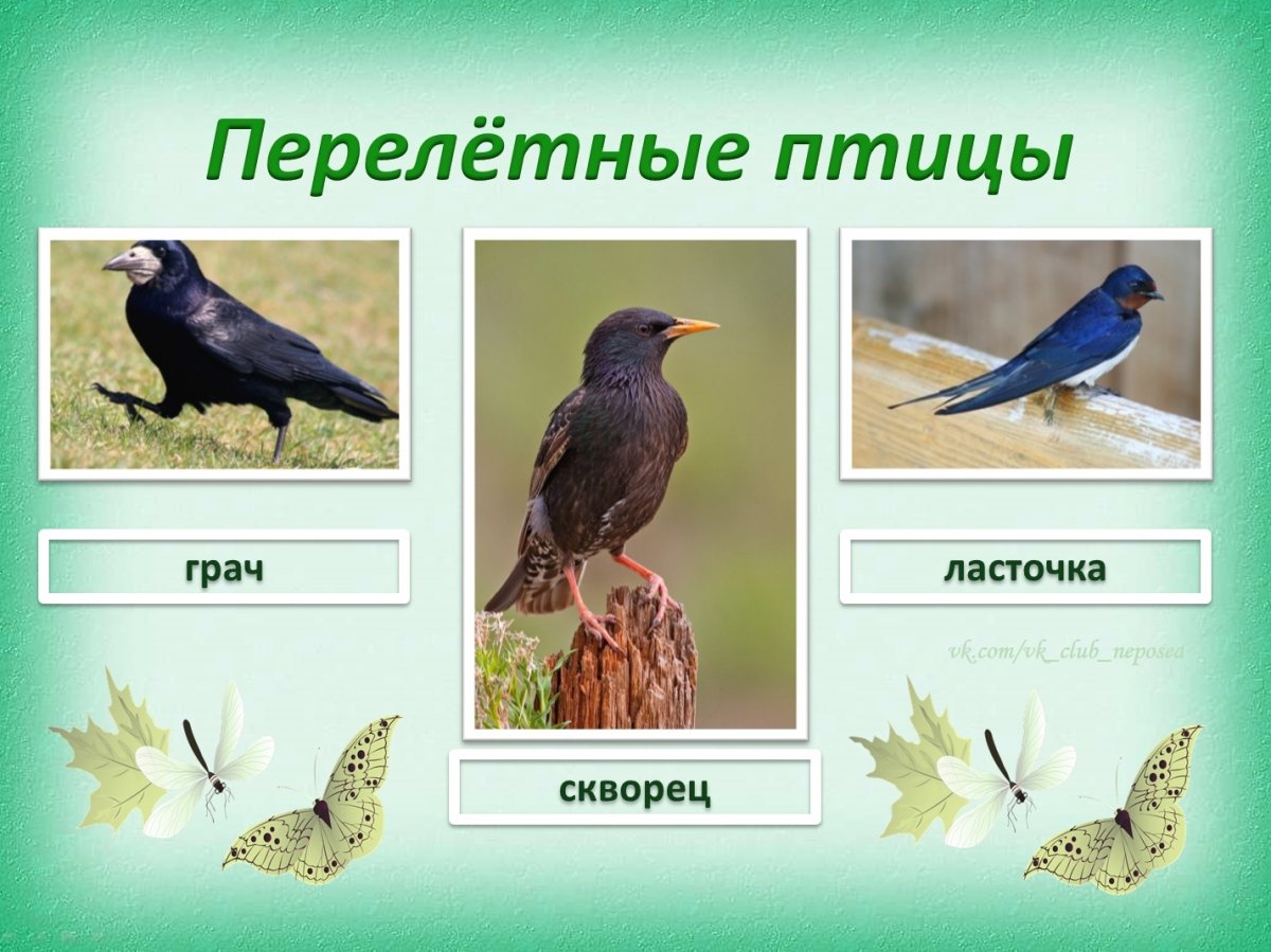 Перелетные птицы Грач и скворец