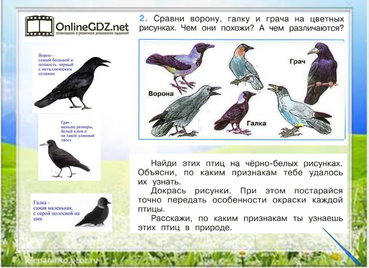 Птицы 1 класс окружающий мир