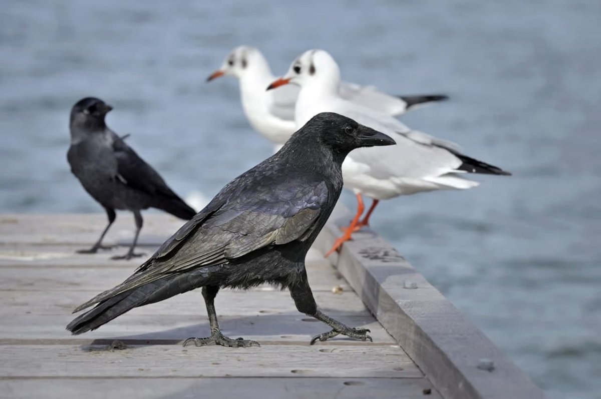 Галка и Чайка