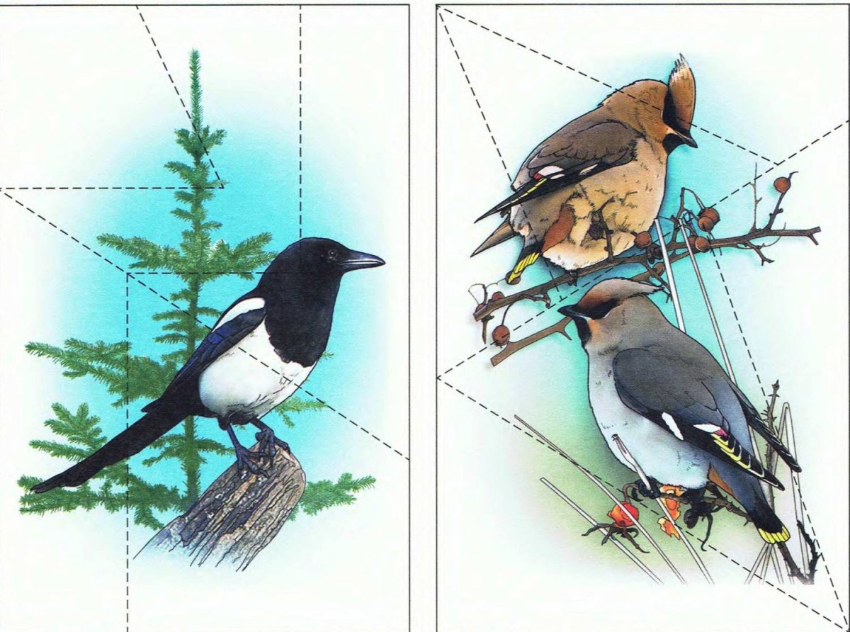 Пазлы зимующие птицы