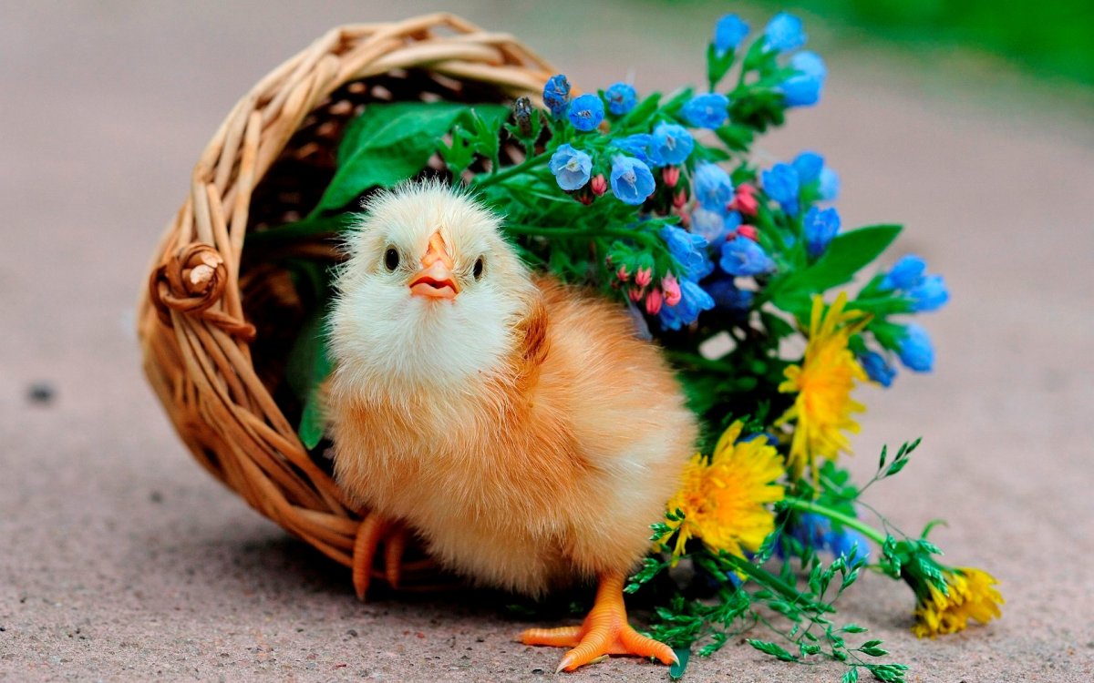 Взрослые цыплята