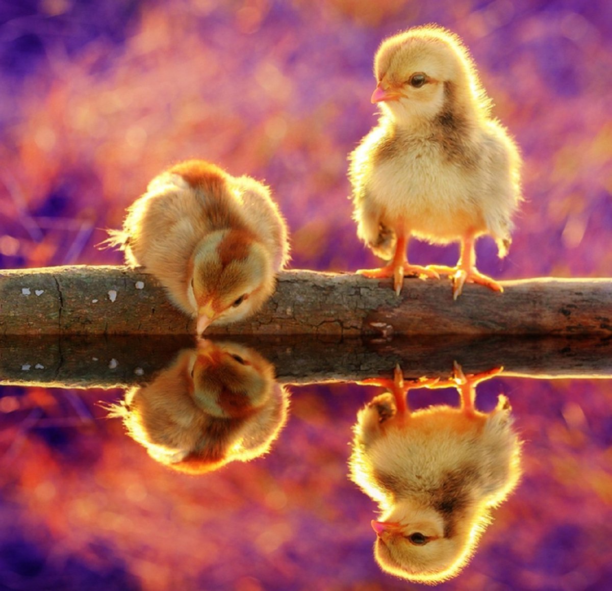 Красивые цыплята