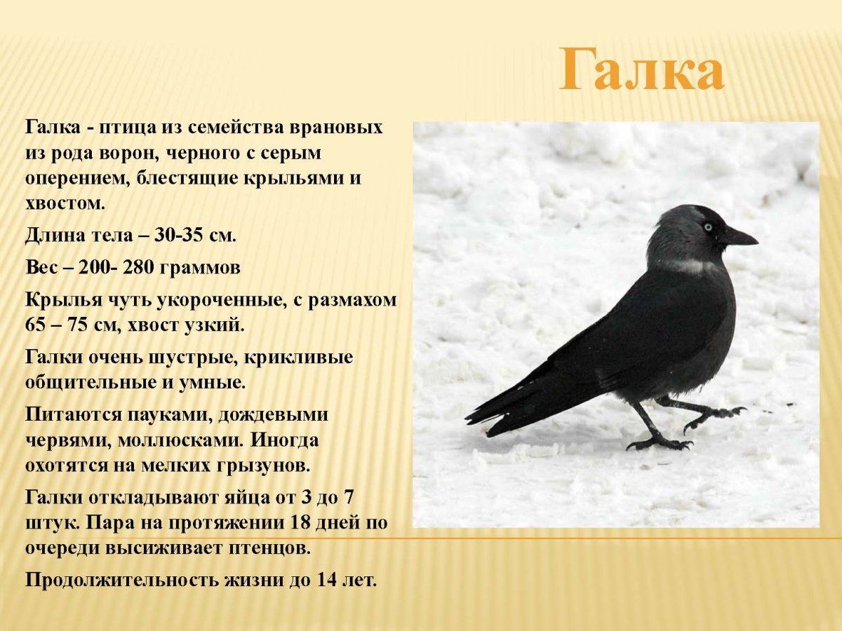 Галка птица фото и описание
