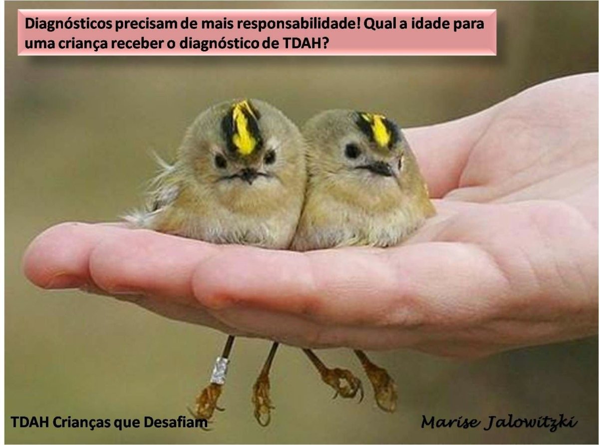 Птичка Королек птенец