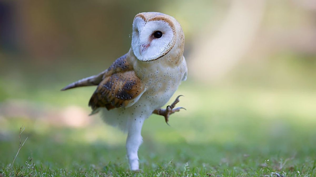 Птенец Сипухи