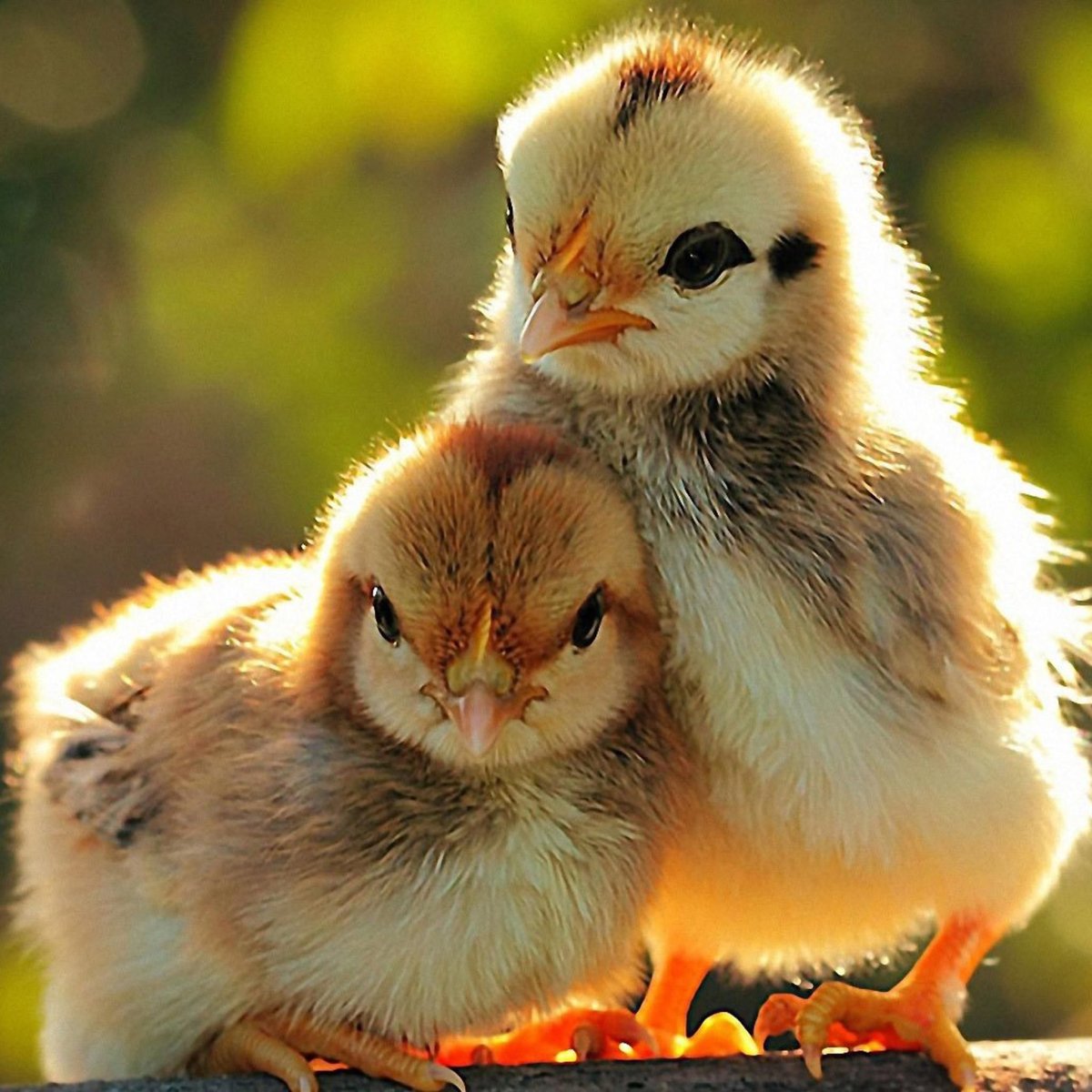Милый цыпленок