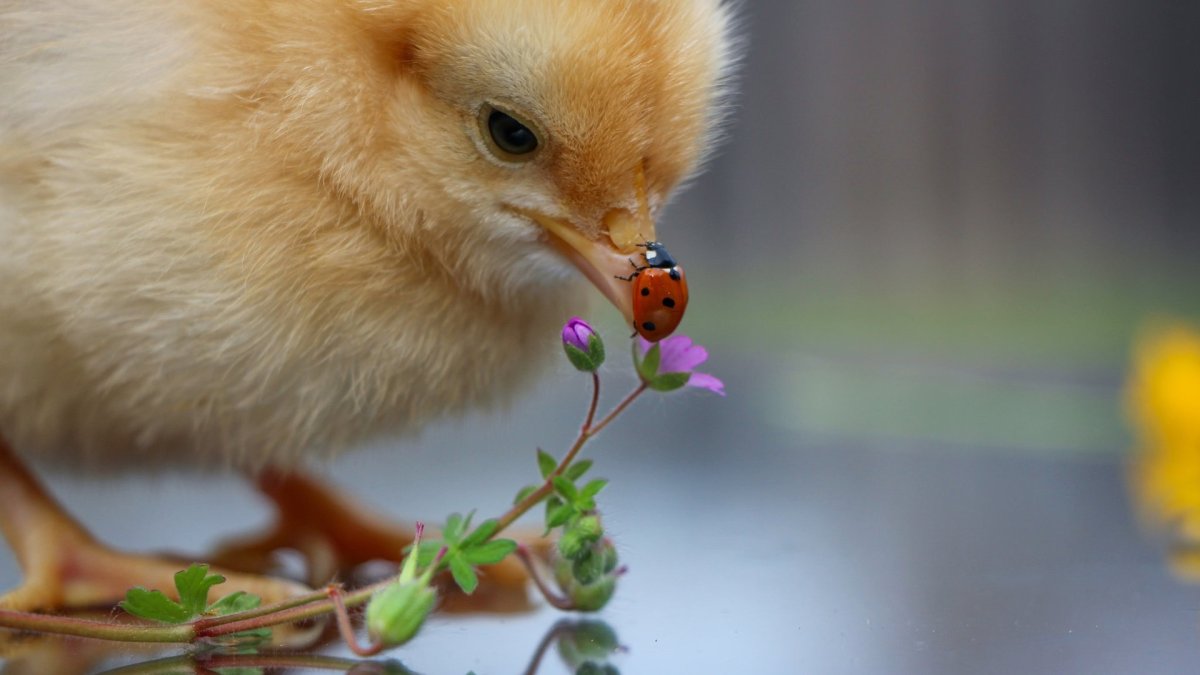 Красивые цыплята