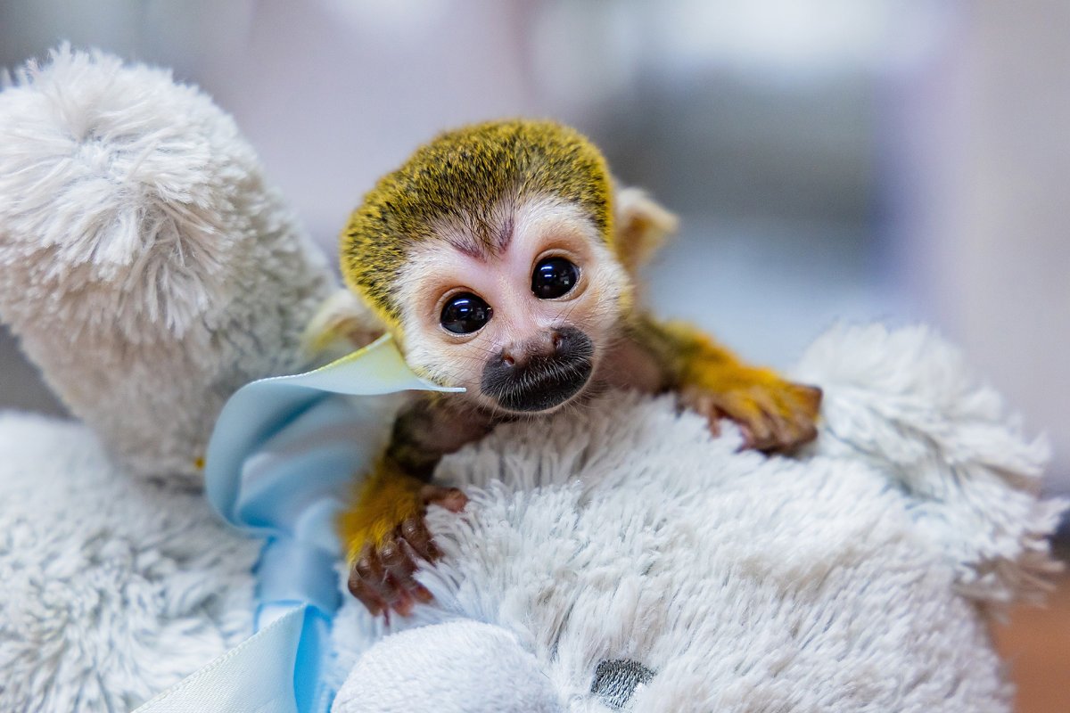 Саймири детеныш