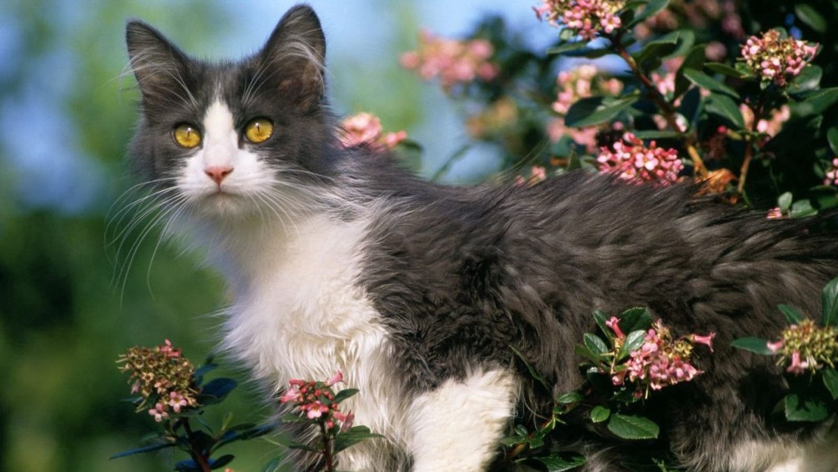 Котик в цветах