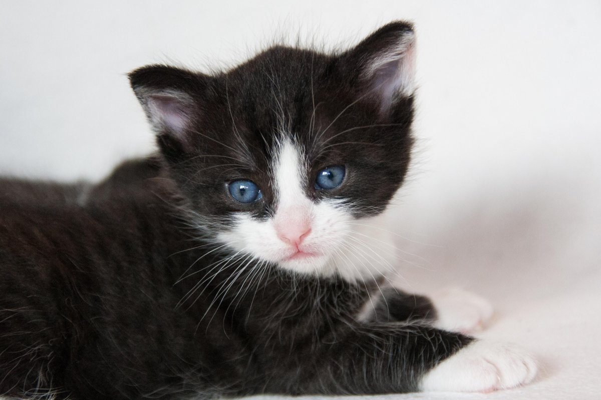 Котята чёрно белые