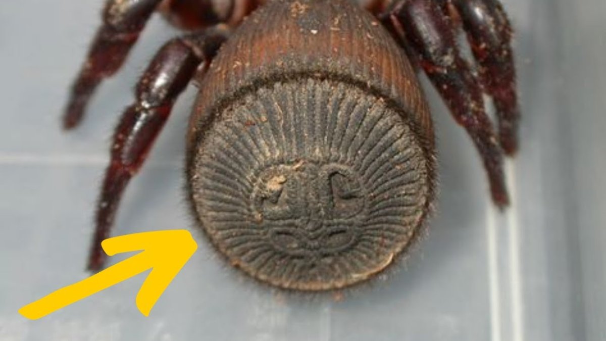 Cyclocosmia truncata паук Циклокосмия