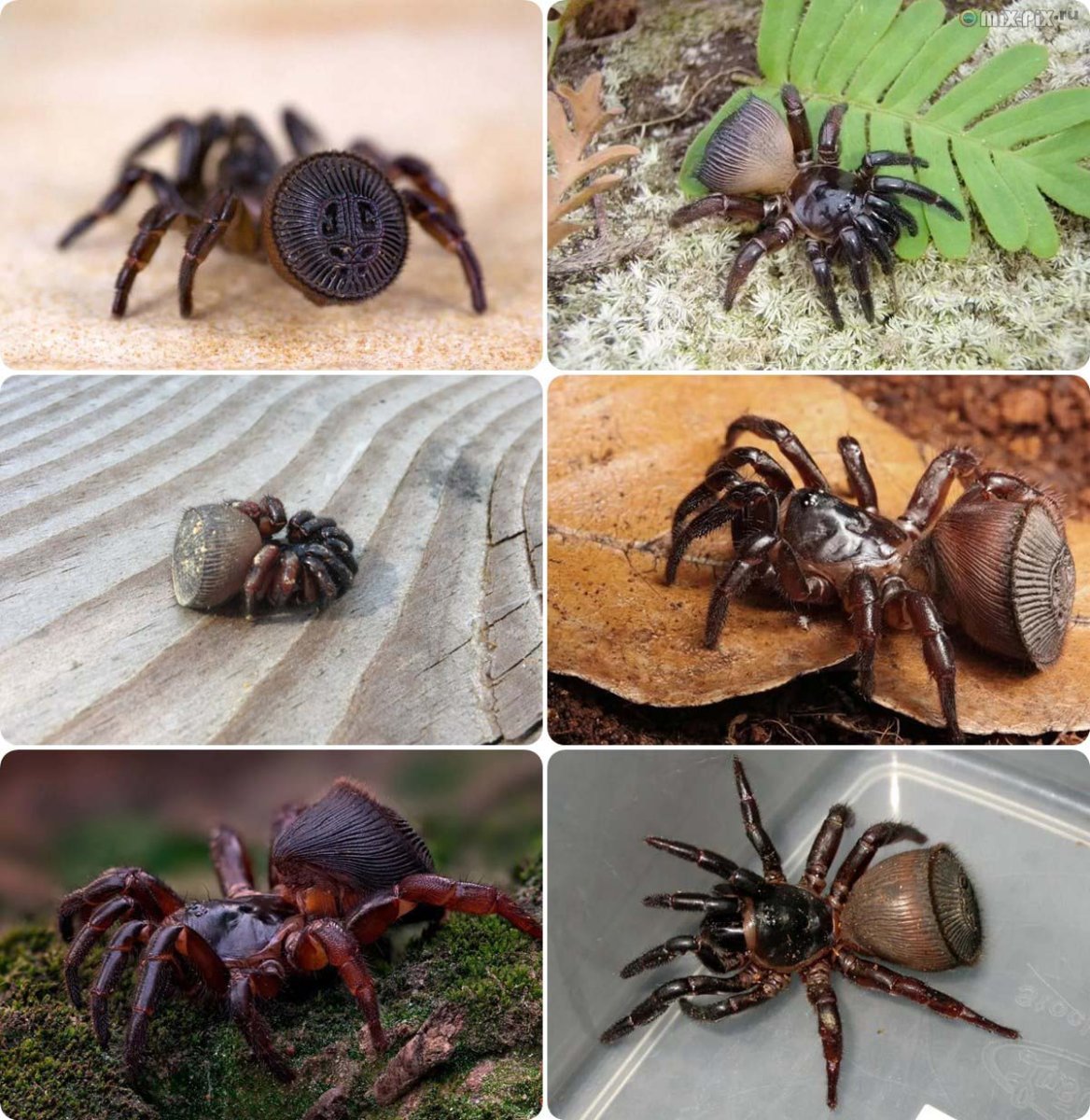 Паук циклонокосмия макра съёмка