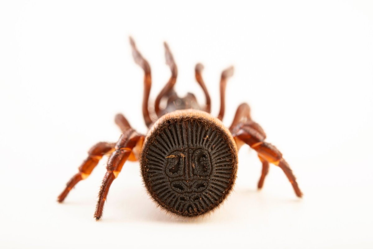 Паук Cyclocosmia ricketti