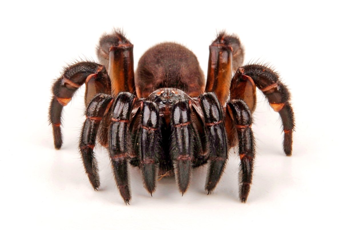 Ктенизид Циклокосмия