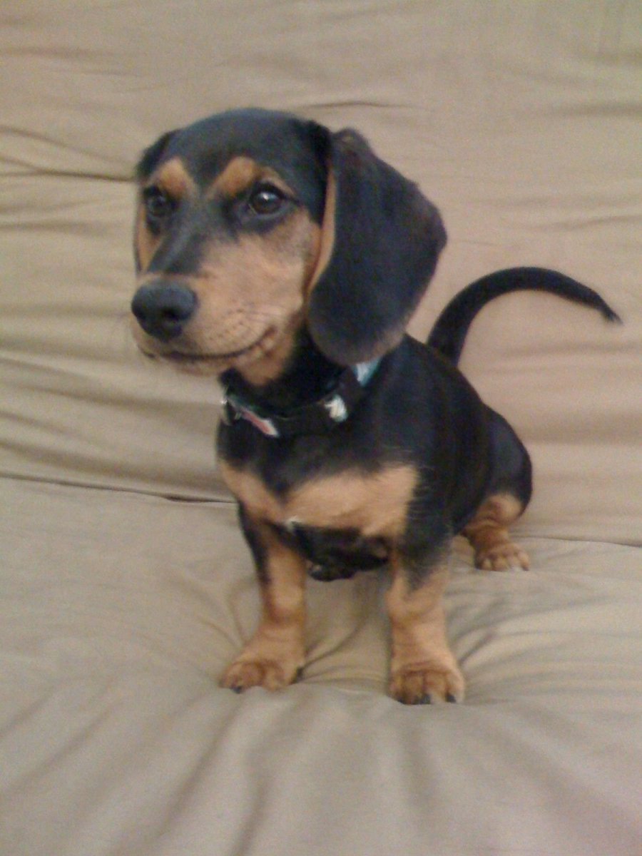 Метис таксы и питбуля