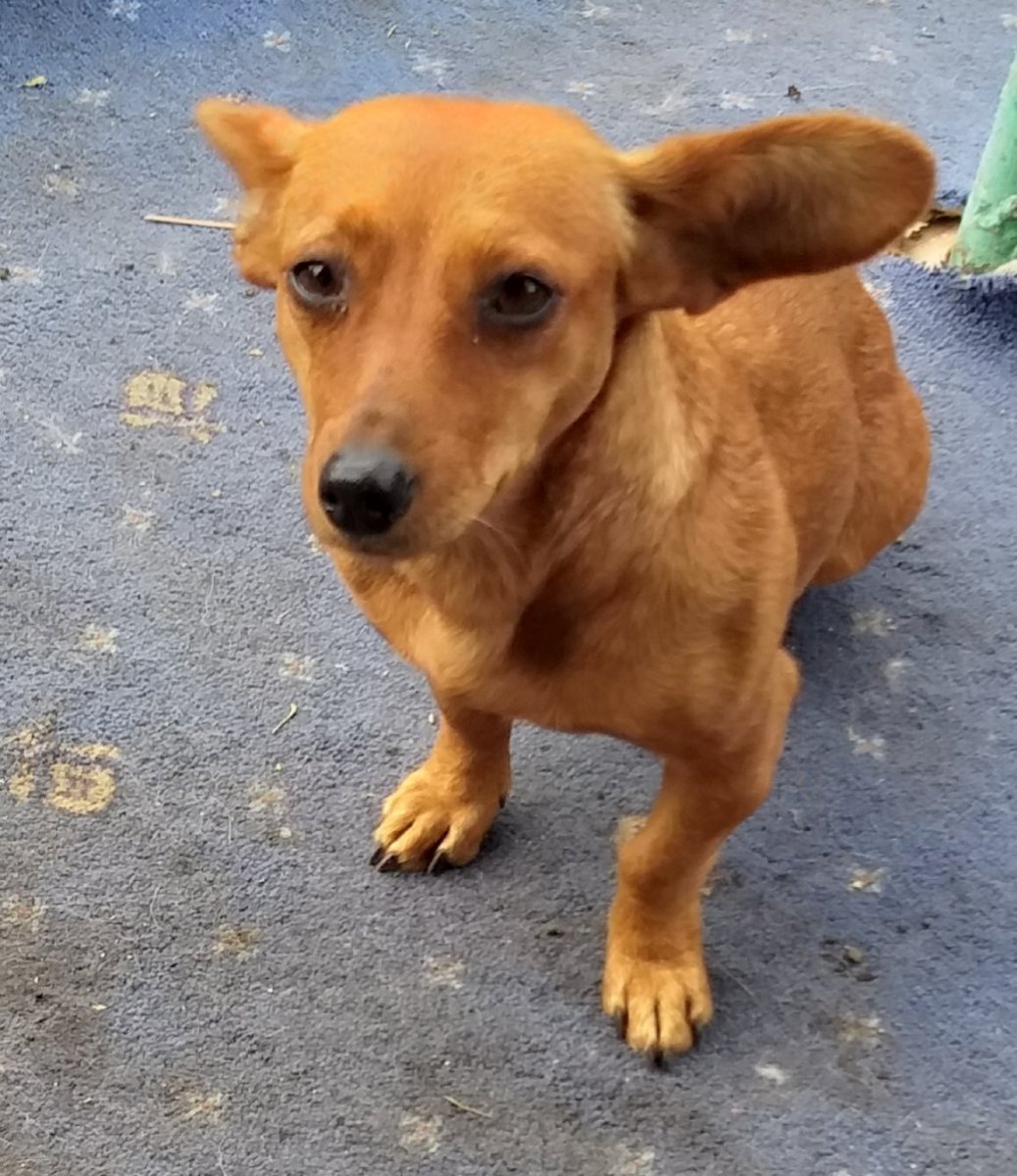 Кроличья такса метис