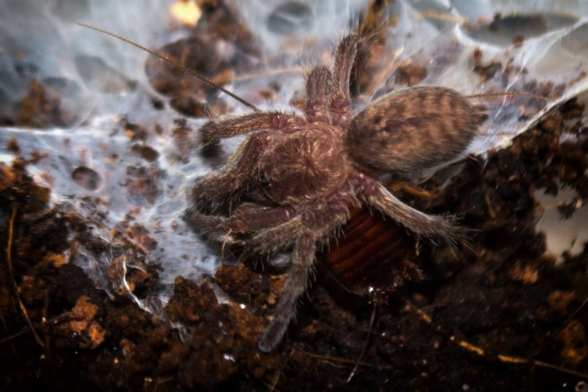 Циклокосмия паучата