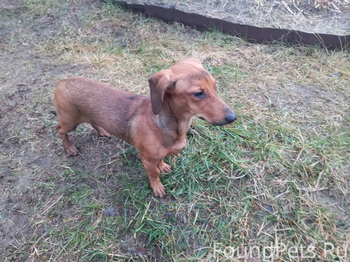 Помесь Джек Рассела и таксы