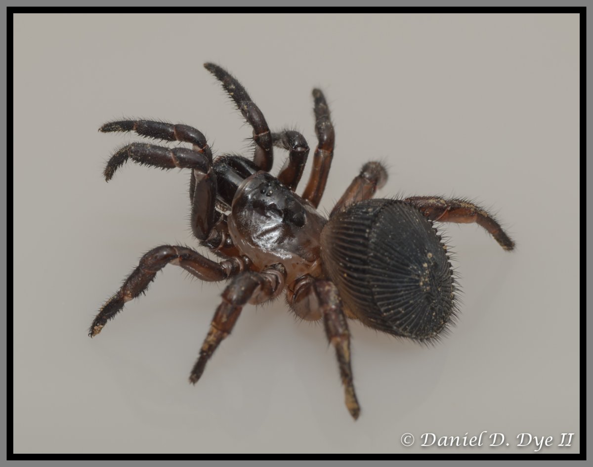 Cyclocosmia ricketti