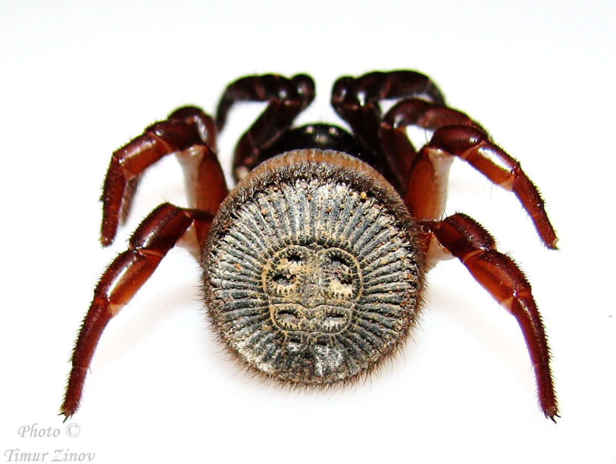 Паук Циклокосмия