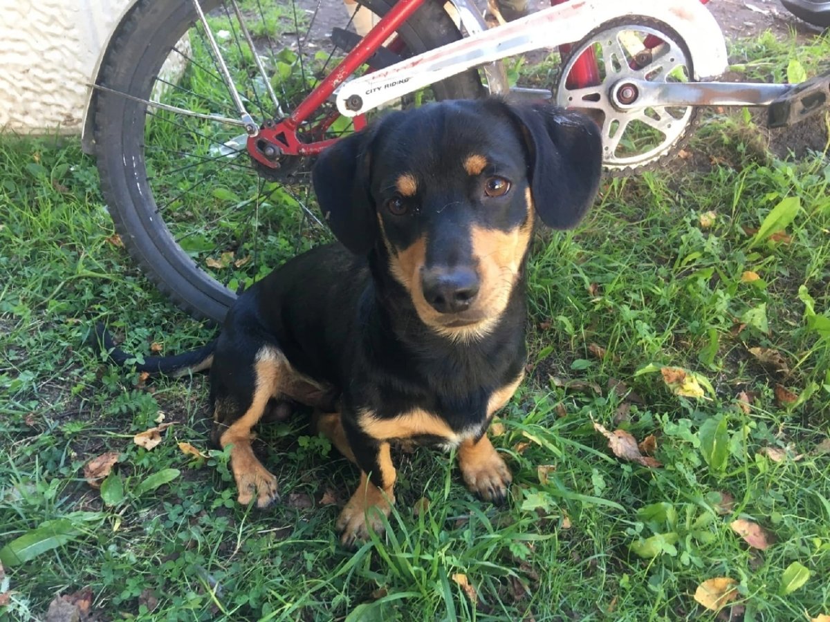 Метис Бигль и такса