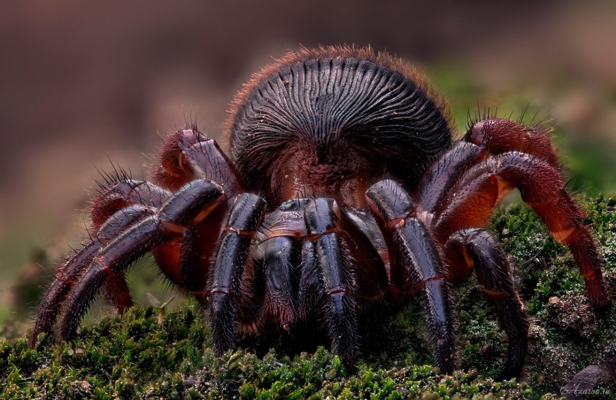 Cyclocosmia truncata паук Циклокосмия