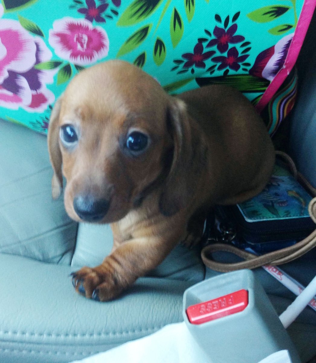 Собака 1 место