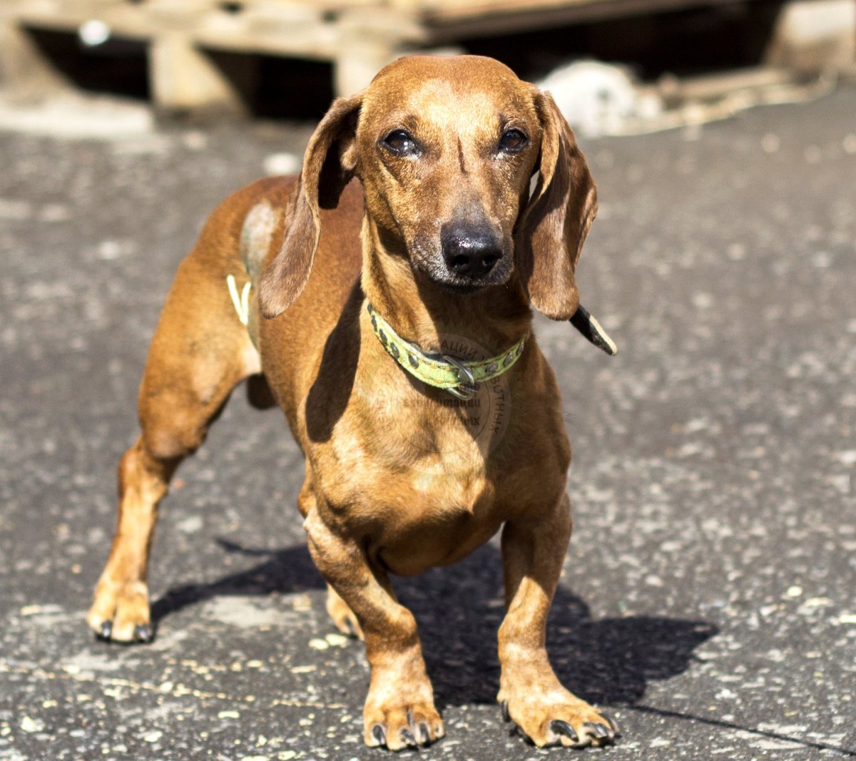 Бигль и такса