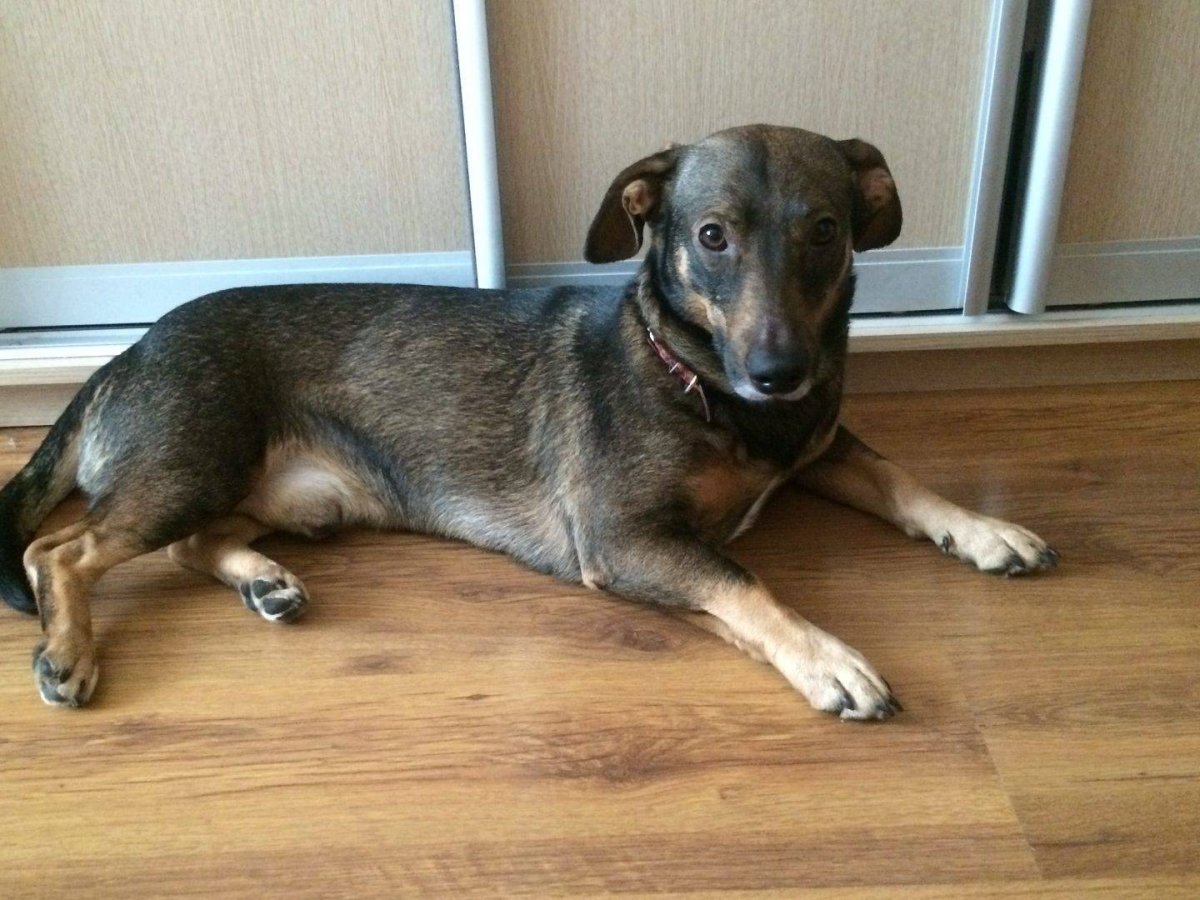 Помесь таксы и овчарки