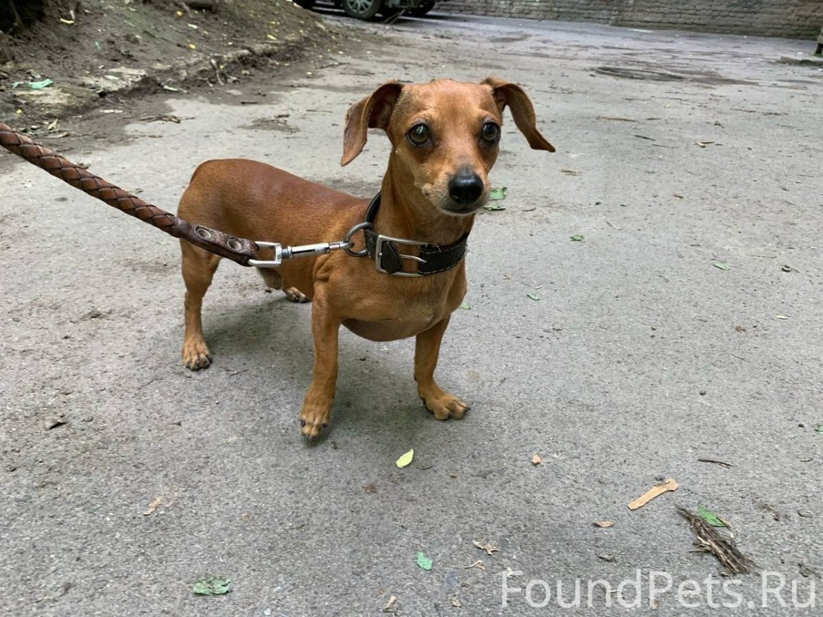 Возраст таксы