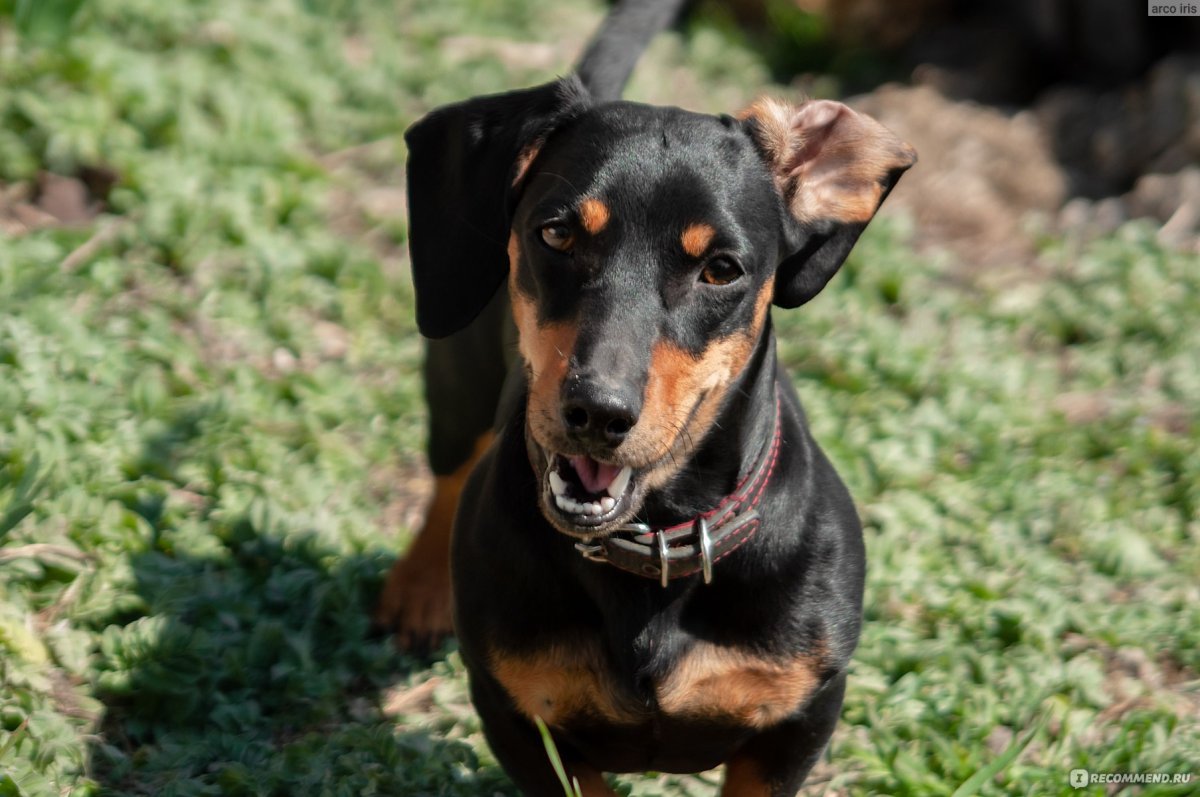 Дабл Мерль такса