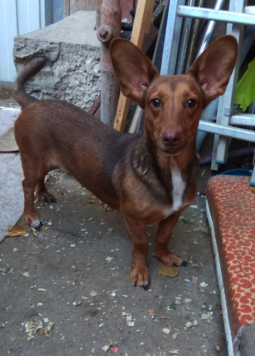 Мопс помесь с таксой