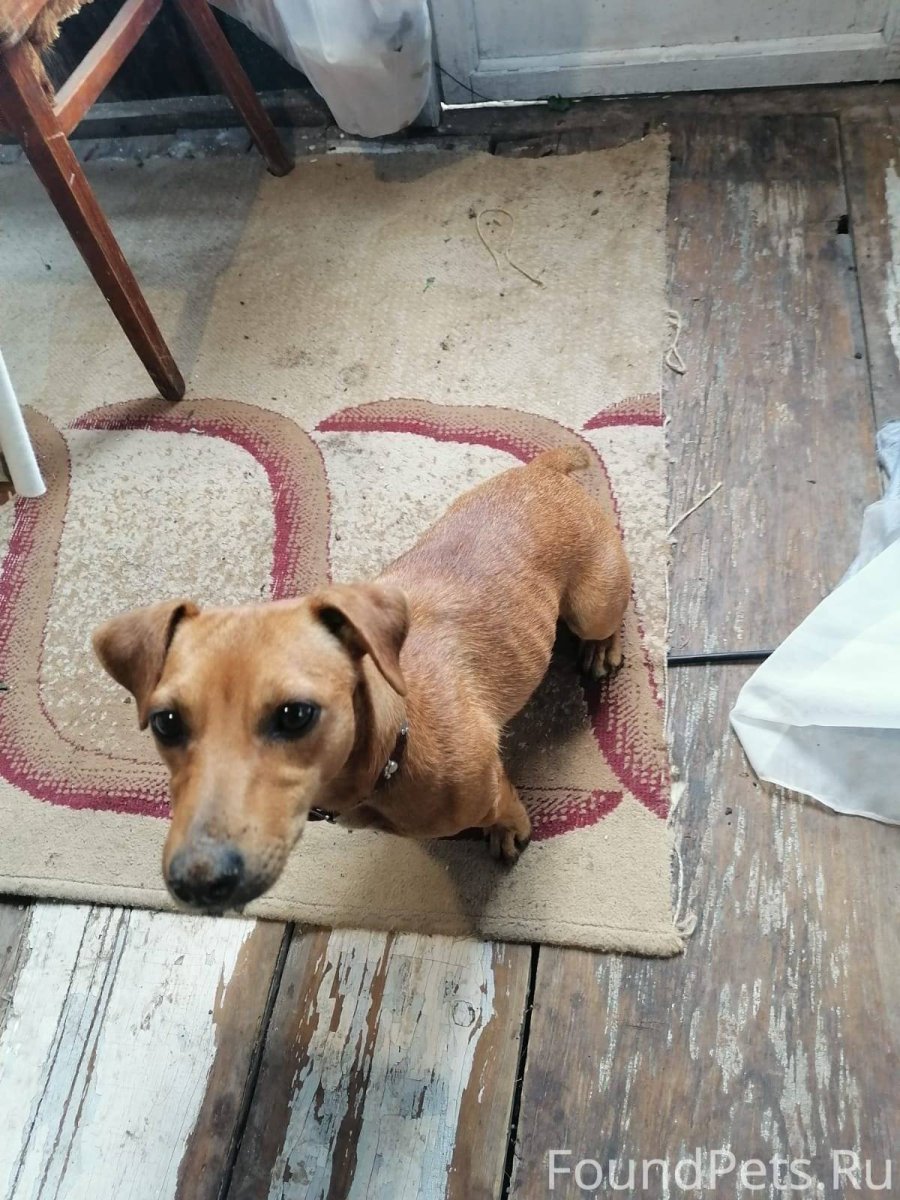 Смесь таксы и пинчера