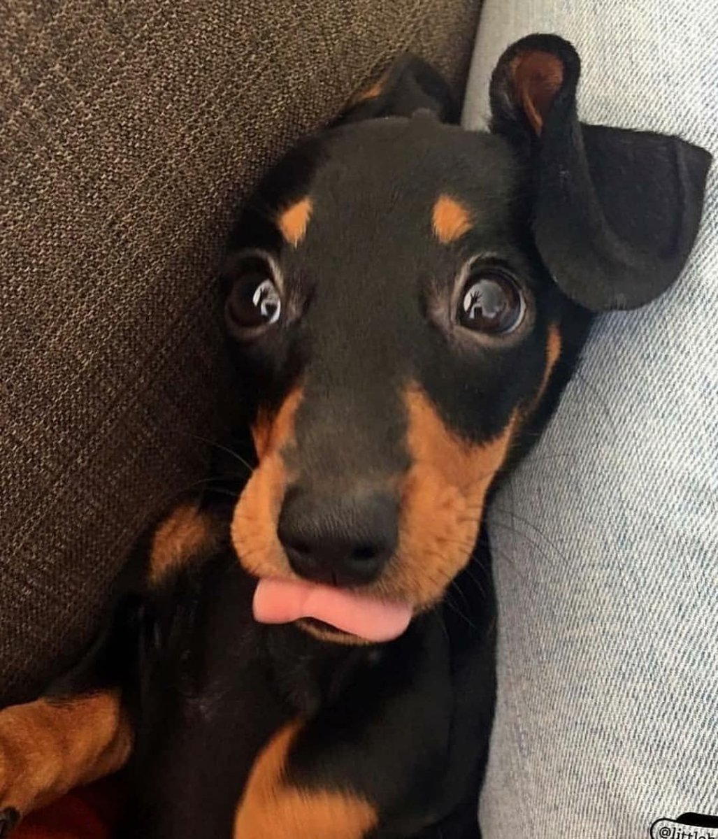 Такса овчарка дворняжка