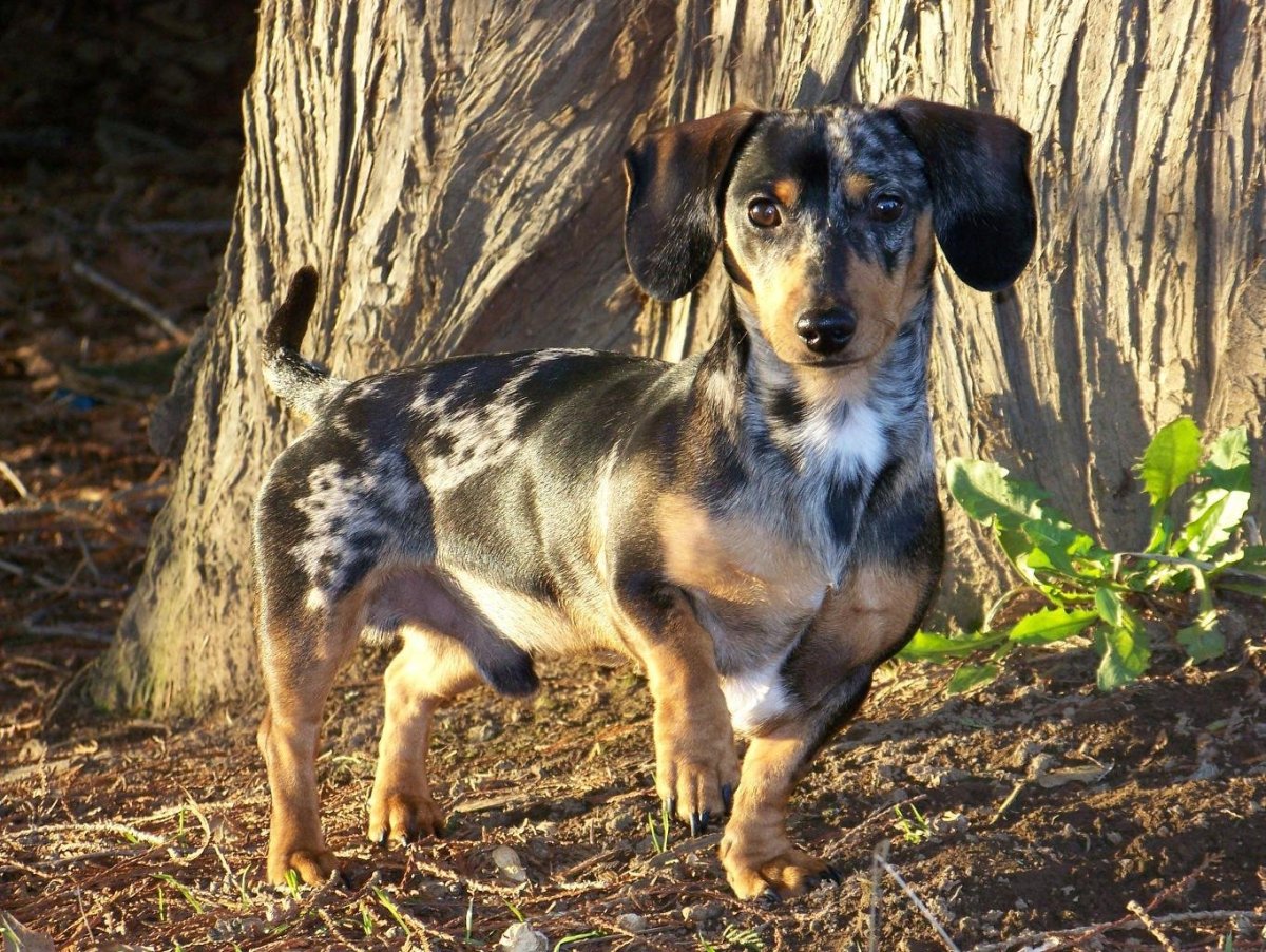 Метис таксы и пекинеса