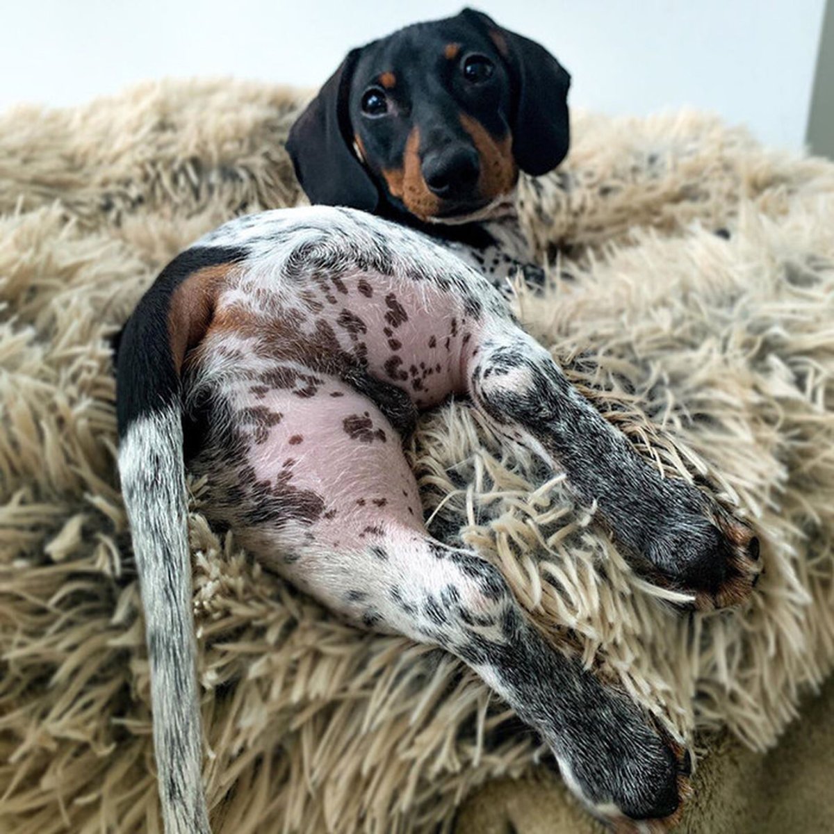 Терьер похожий на таксу