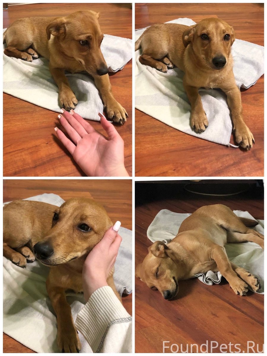 Метис такса и дворняжка