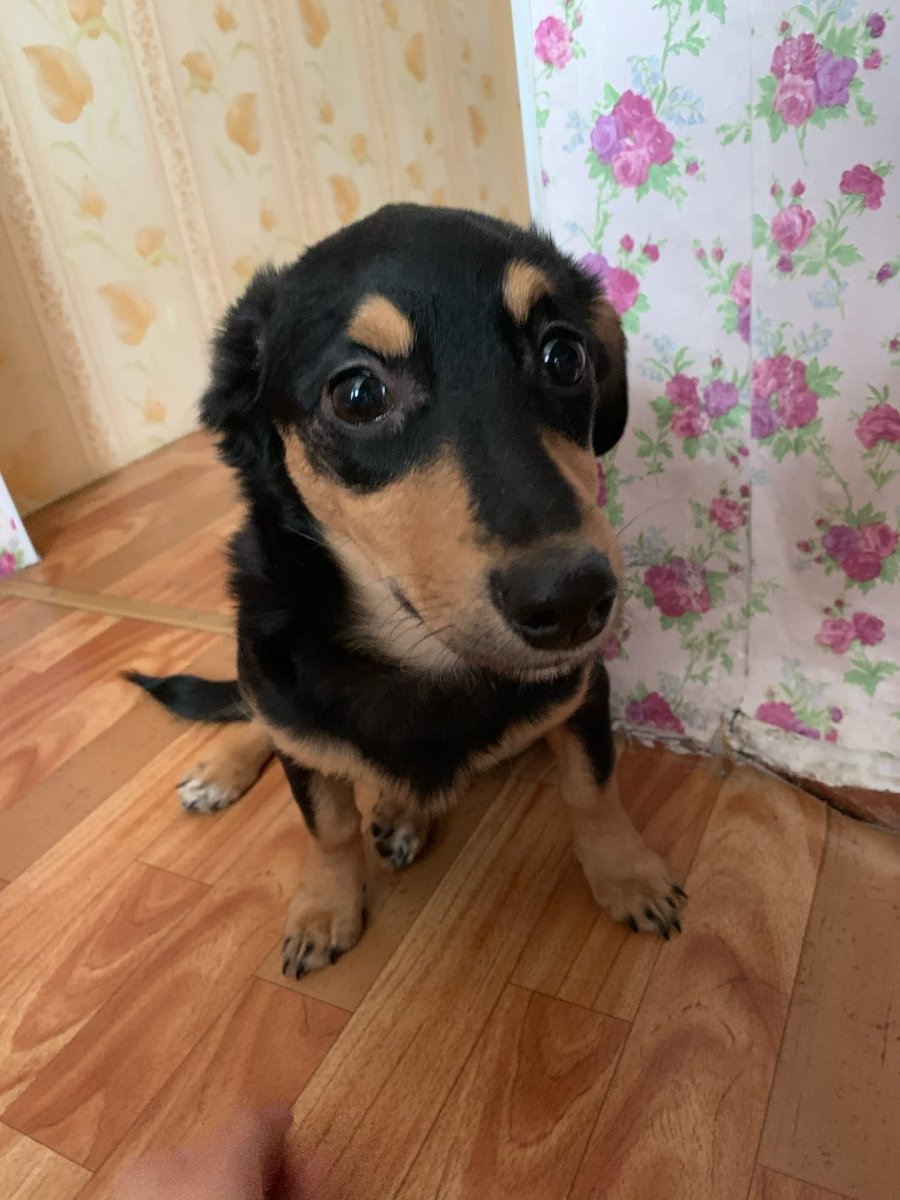 Метисы Джек Рассел терьера