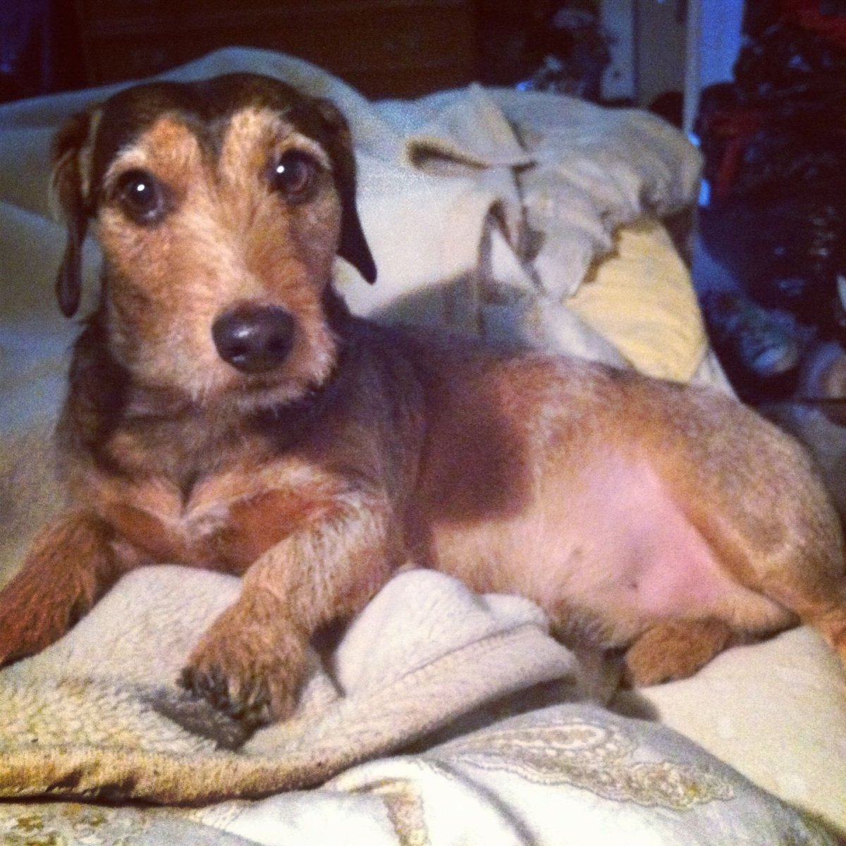 Метис таксы и дворняги