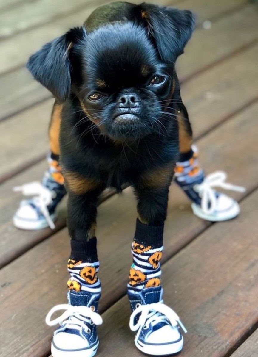 Померанский шпиц Браун