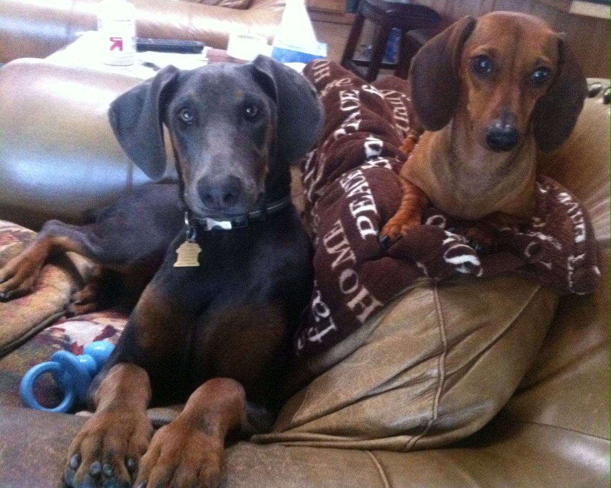 Кроличья такса метис