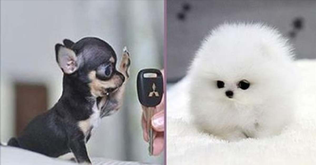 Собака чихуахуа Милли