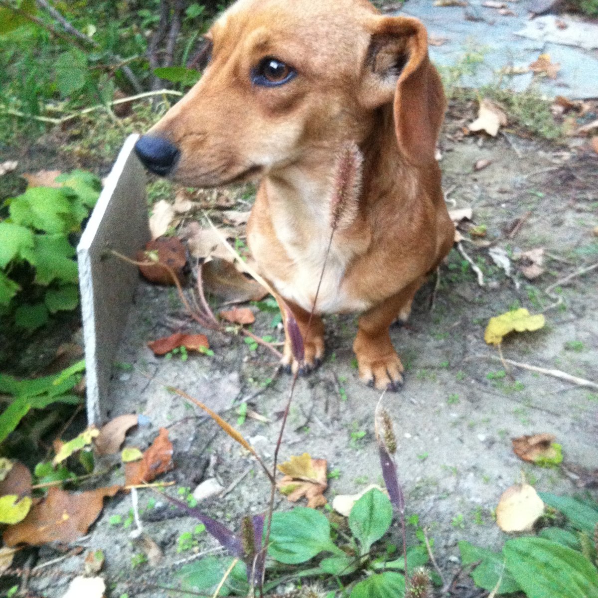 Ягдтерьер и такса