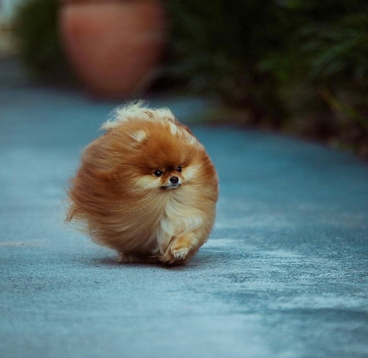 Щенки белые пушистые маленькие