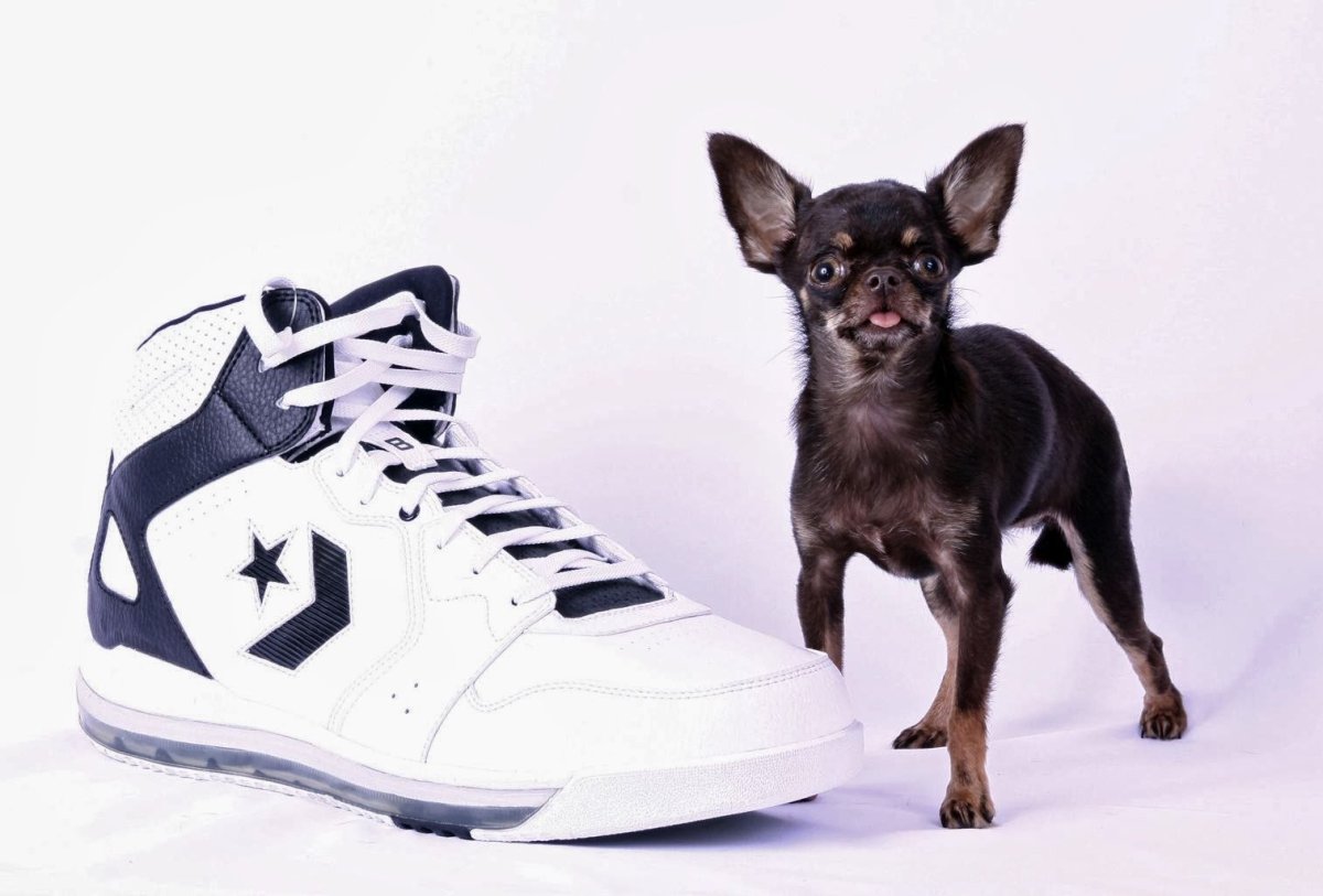 Чихуахуа мини