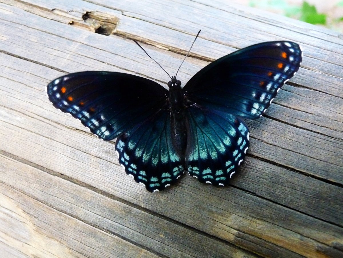 Баттерфляй Блэк