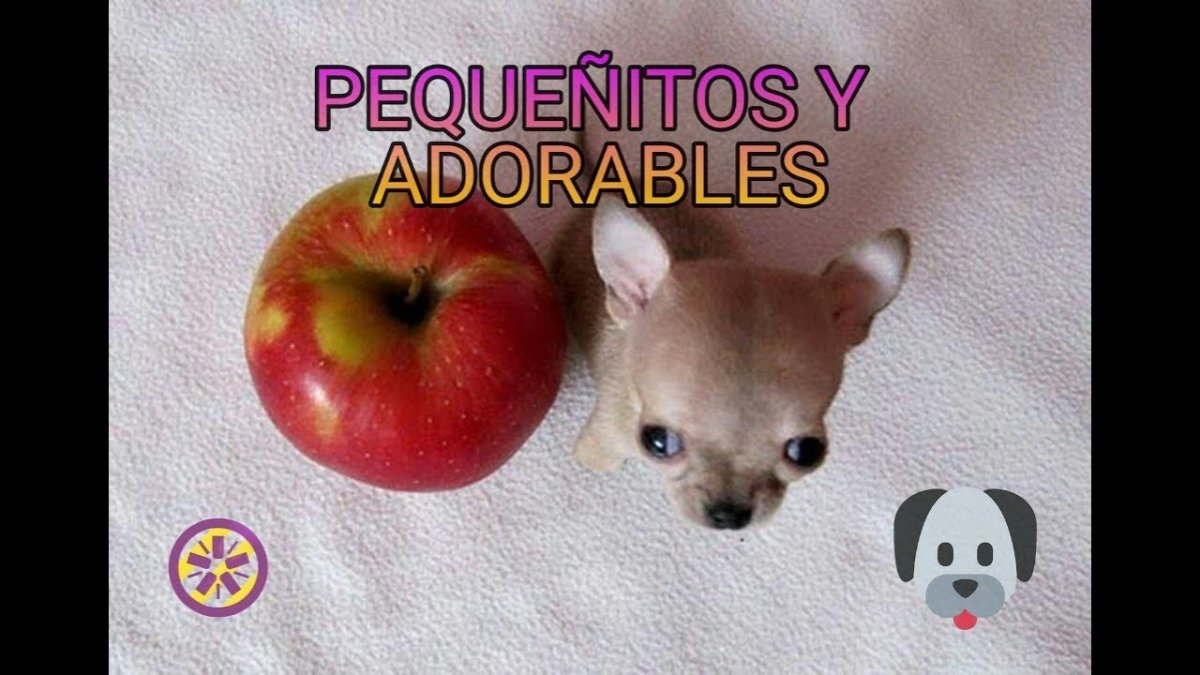 Мальтипу китайская