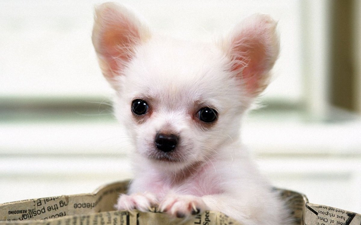 Померанский шпиц белый милый