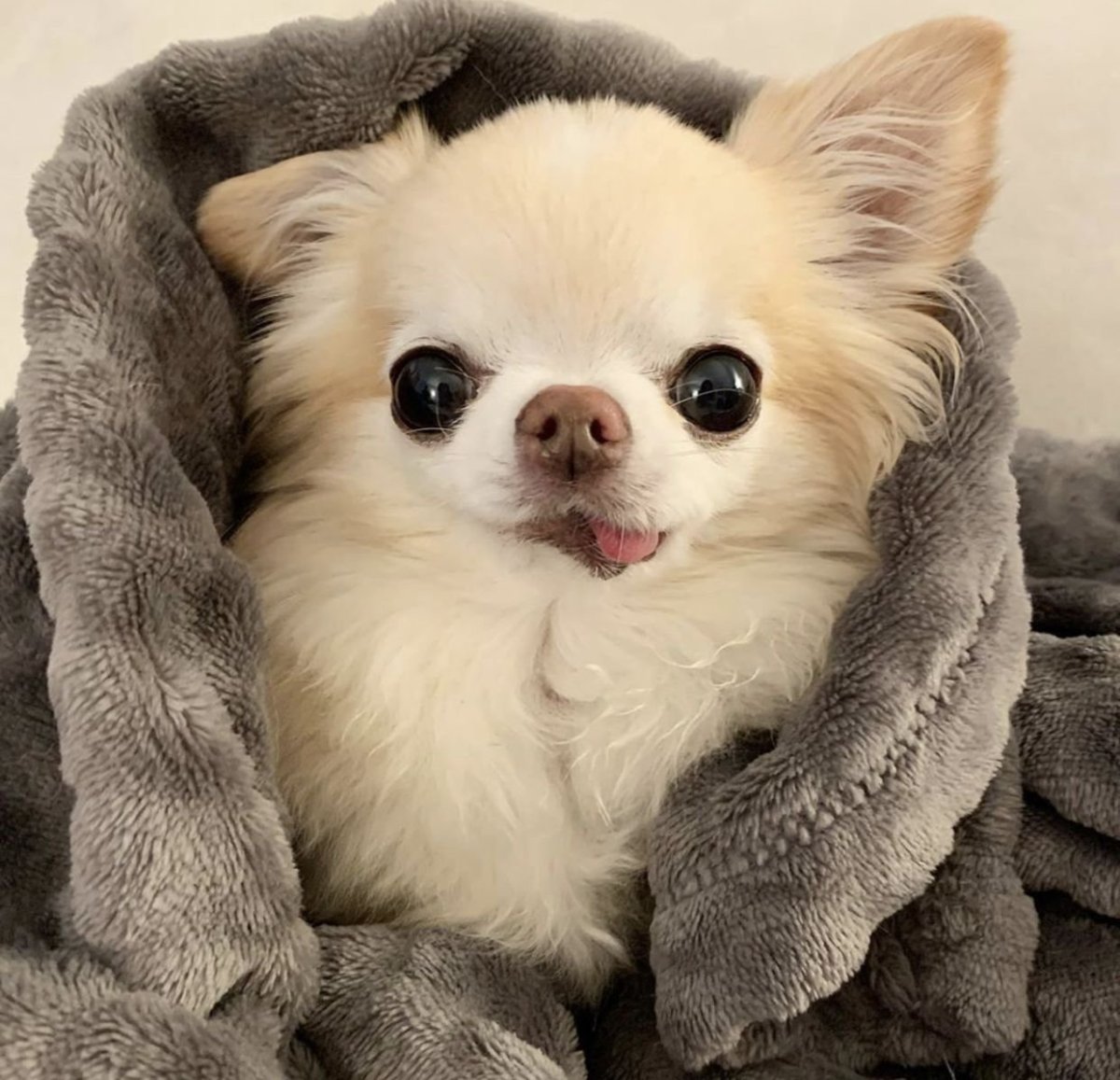 Терьер Мейси